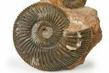 Jurassic Ammonite (Parkinsonia) Fossil Cluster - Germany #265206-1